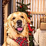 Olaf a rejoint le concours — aidez-le/la à gagner de superbes lots ! dog, golden_retriever, bandana, red_bandana, holiday, christmas_tree, decorations, ornaments, gifts, wrapped_presents, festive, indoor, pet, happy, tongue_out, smiling, cozy, warm_lighting, portrait, wood_paneling