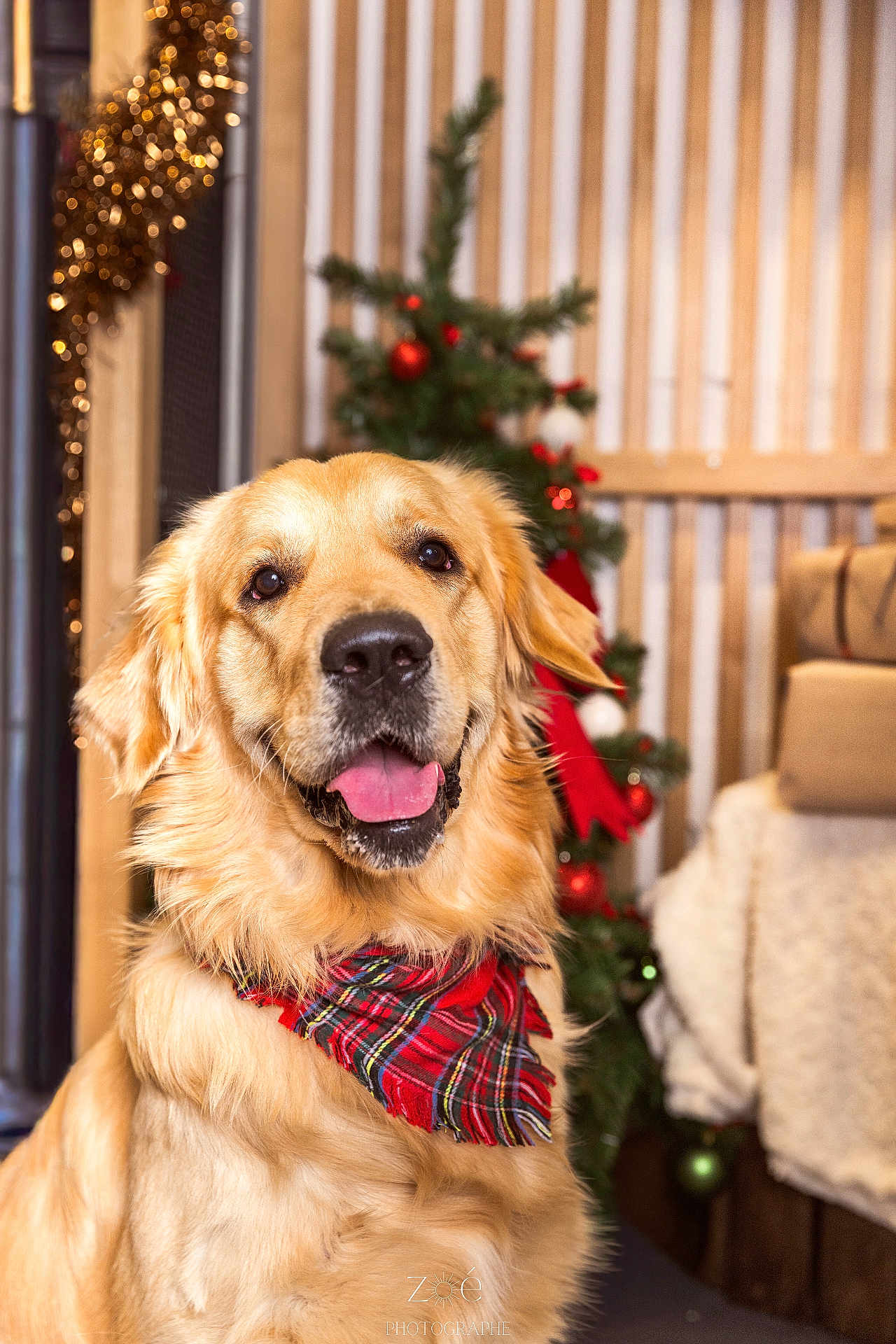Olaf a rejoint le concours — aidez-le/la à gagner de superbes lots ! dog, golden_retriever, bandana, red_bandana, holiday, christmas_tree, decorations, ornaments, gifts, wrapped_presents, festive, indoor, pet, happy, tongue_out, smiling, cozy, warm_lighting, portrait, wood_paneling