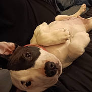 Vanilla-Pea joined the competition — help win amazing prizes! bed, belly, black_and_white_markings, blanket, canine, close_up, collar, cute, dog, ear, eyes, home, indoor, lying_on_back, nose, paw, pet, playful, puppy, relaxed