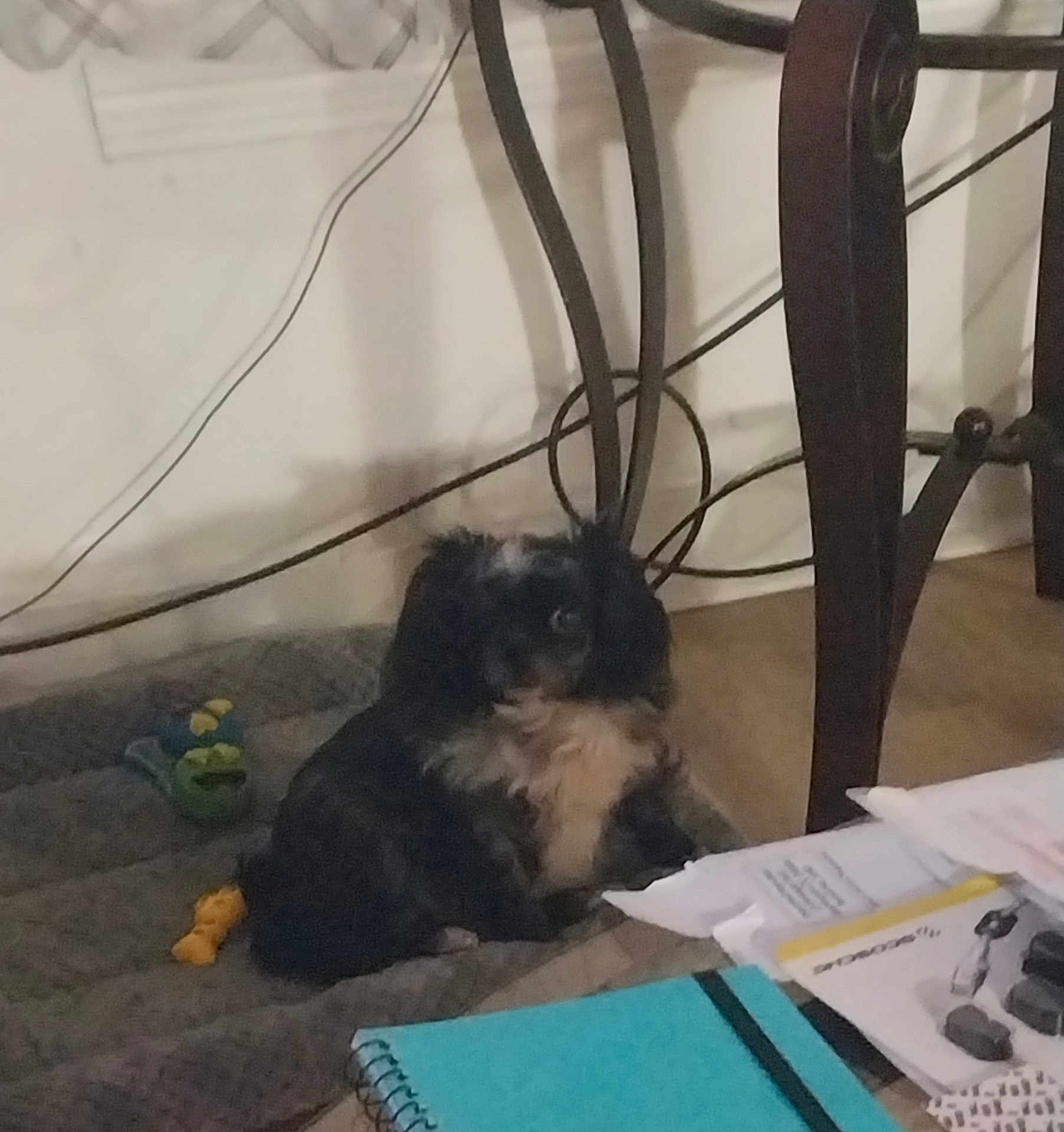 Mini is registered to the contest to win money with this photo: dog, pet_bed, black_and_white, small_dog, indoor, table, papers, notebook, blue_notebook, floor, chair_leg, cables, wall, toy, yellow_toy, green_toy, furniture, cozy, living_space, relaxed