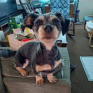 Reba is registered to the contest to win money with this photo: armrest, bag, carpet, chair, couch, cozy, curious, curtain, dog, domestic, furniture, haircut, home, indoor, living_room, pet, small_dog, table, vacuum_cleaner, window