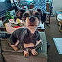 armrest, bag, carpet, chair, couch, cozy, curious, curtain, dog, domestic, furniture, haircut, home, indoor, living_room, pet, small_dog, table, vacuum_cleaner, window
