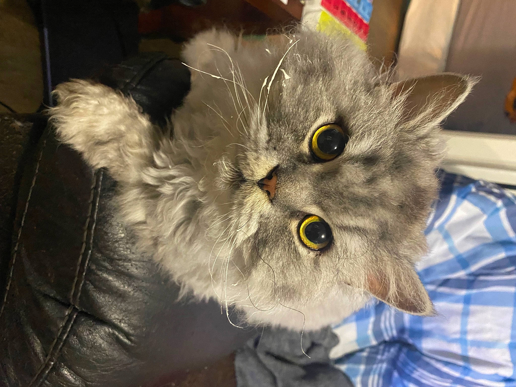 Ralph is registered to the contest to win money with this photo: british_longhair, carnivore, cat, chartreux, domestic_short_haired_cat, eye, felidae, fur, grey, personal_protective_equipment, small_to_medium_sized_cats, snout, tail, whiskers