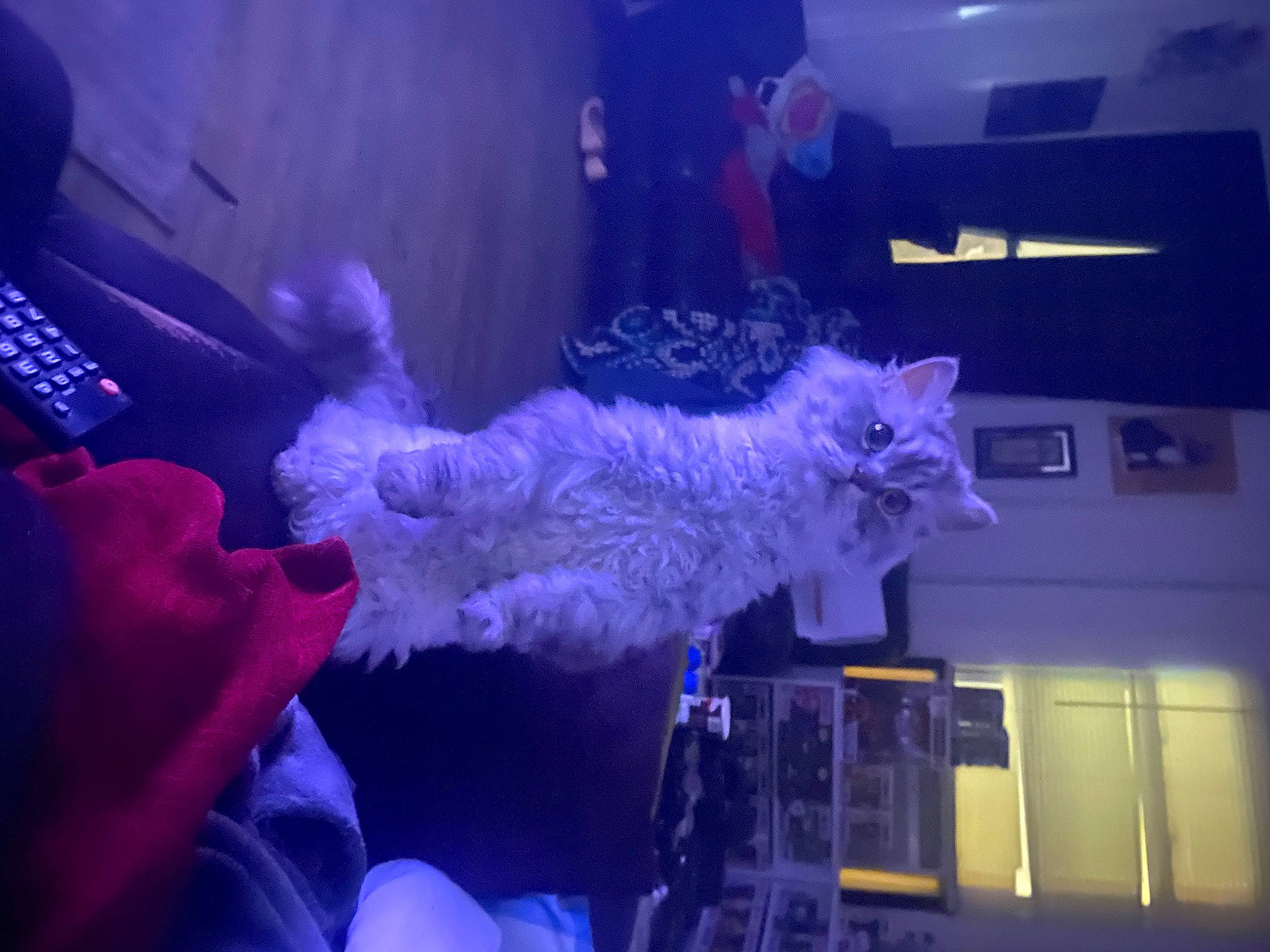 Ralph is registered to the contest to win money with this photo: electric_blue, entertainment, event, felidae, fun, fur, magenta, music_venue, night, performance, performing_arts, pink, plant, purple, room, small_to_medium_sized_cats, tail, tree, violet, window