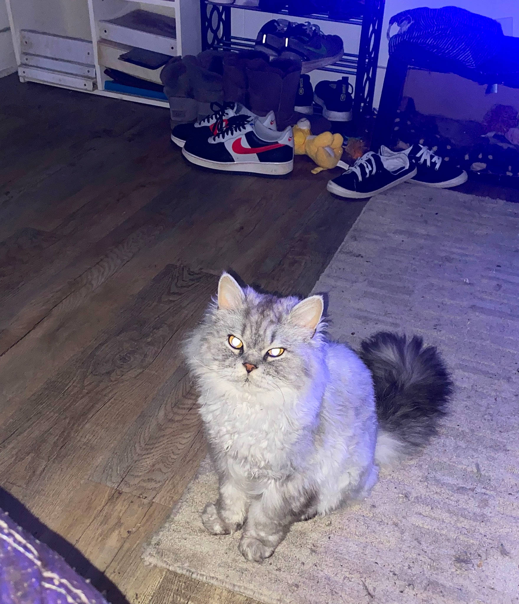 Ralph is registered to the contest to win money with this photo: asphalt, automotive_tire, carnivore, cat, domestic_short_haired_cat, electric_blue, felidae, floor, flooring, fur, grey, hardwood, light, purple, road_surface, small_to_medium_sized_cats, tail, tire, whiskers, wood