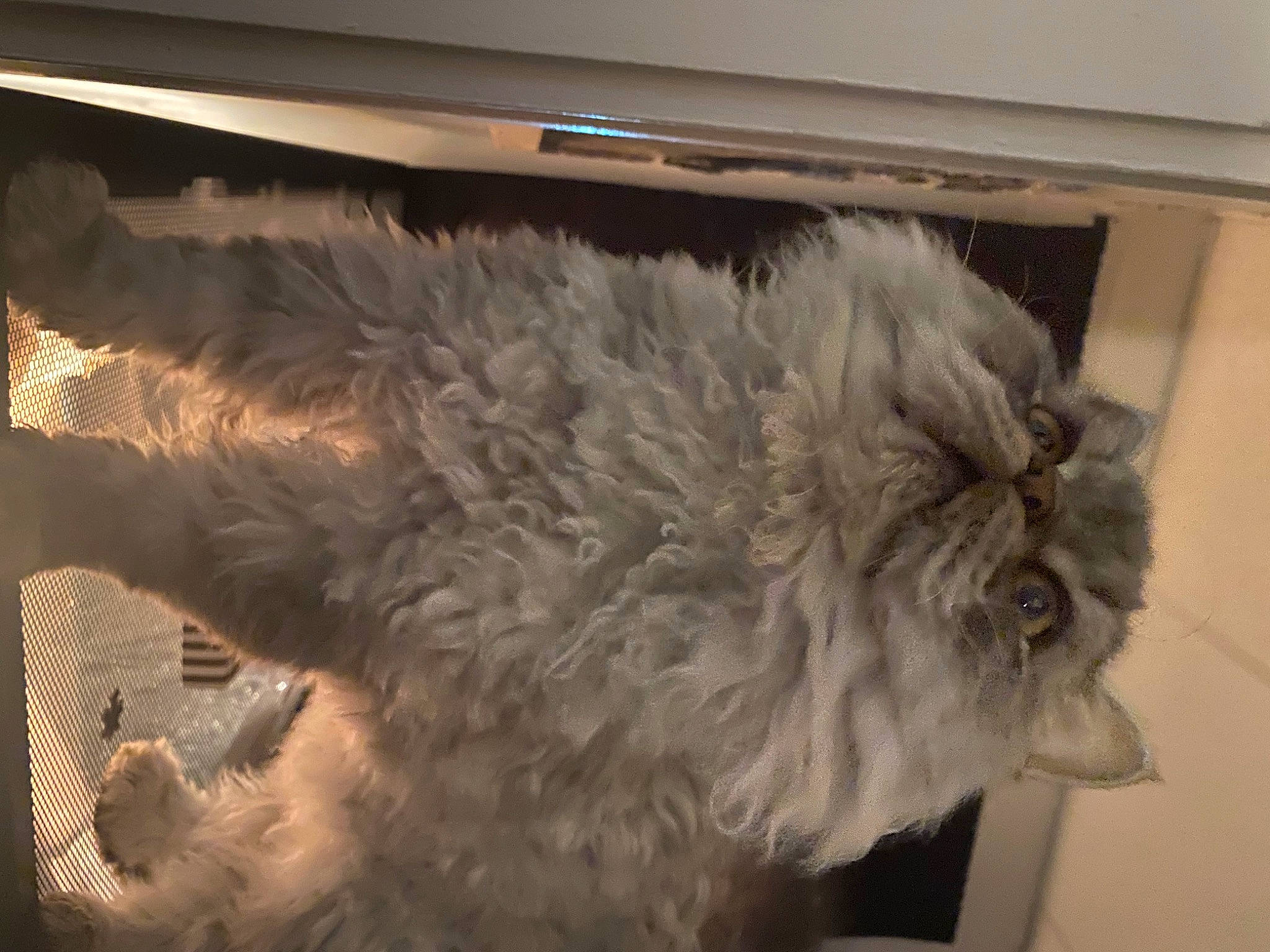 Ralph is registered to the contest to win money with this photo: bird_of_prey, british_longhair, cabinetry, carnivore, cat, companion_dog, dog_breed, feather, felidae, flooring, fur, hardwood, small_to_medium_sized_cats, tail, whiskers, window, wing, wood