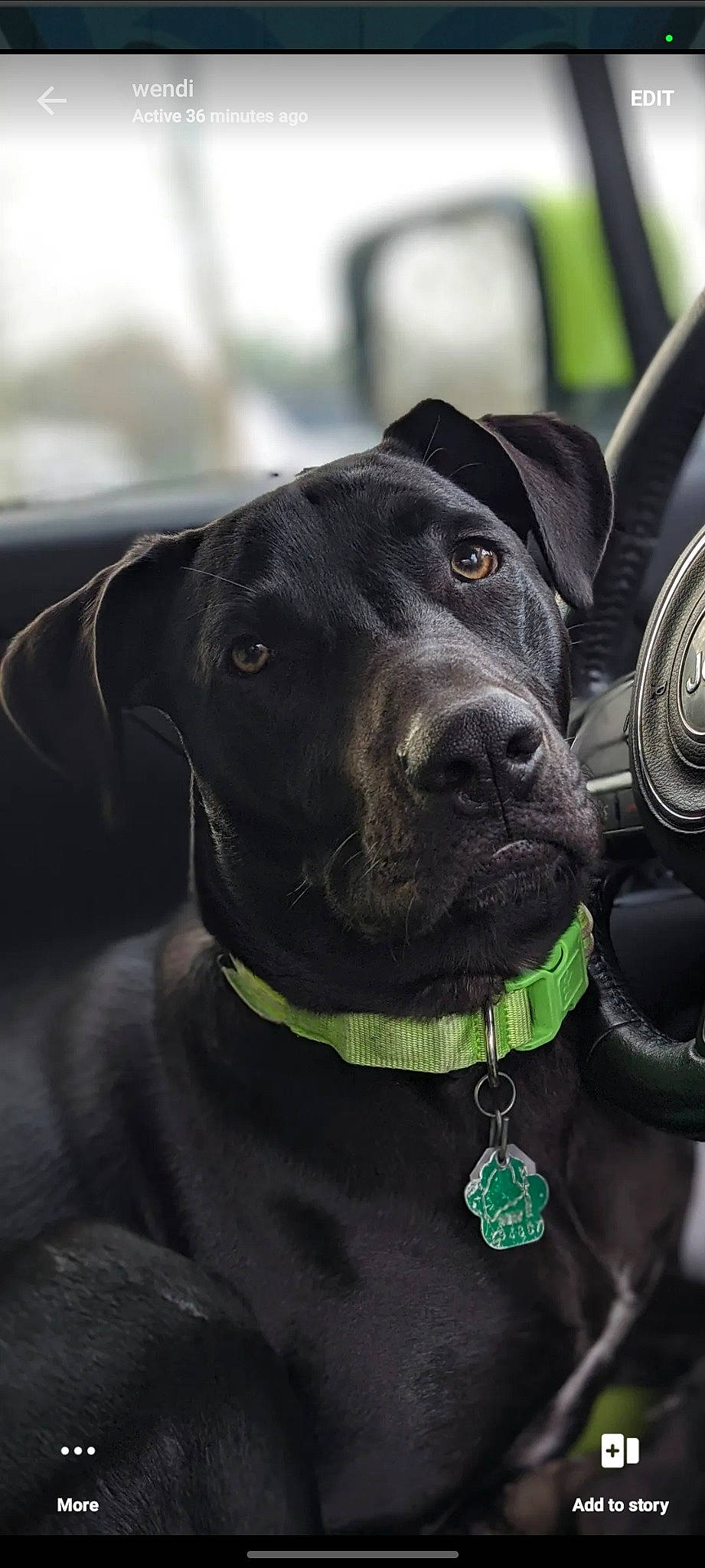 Chewy is registered to the contest to win money with this photo: borador, carnivore, collar, companion_dog, dog, dog_breed, dog_collar, fashion_accessory, fur, guard_dog, gun_dog, leash, personal_protective_equipment, pet_supply, retriever, snout, sporting_group, whiskers, working_animal