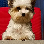Brazilia a rejoint le concours — aidez-le/la à gagner de superbes lots ! dog, pet, fluffy, white_fur, brown_fur, ears, table, red_chair, blue_wall, cute, curious, sitting, indoor, animal, fur, front_paws, portrait, small_dog, companion, domestic_animal