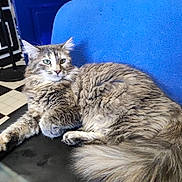 Maya participe au concours pour gagner de l'argent avec cette photo : cat, fluffy, long_hair, chair, blue, black, indoor, floor, checkered, furniture, pet, relaxed, animal, green_eyes, domestic, looking_away, cozy, resting, closeup, side_view