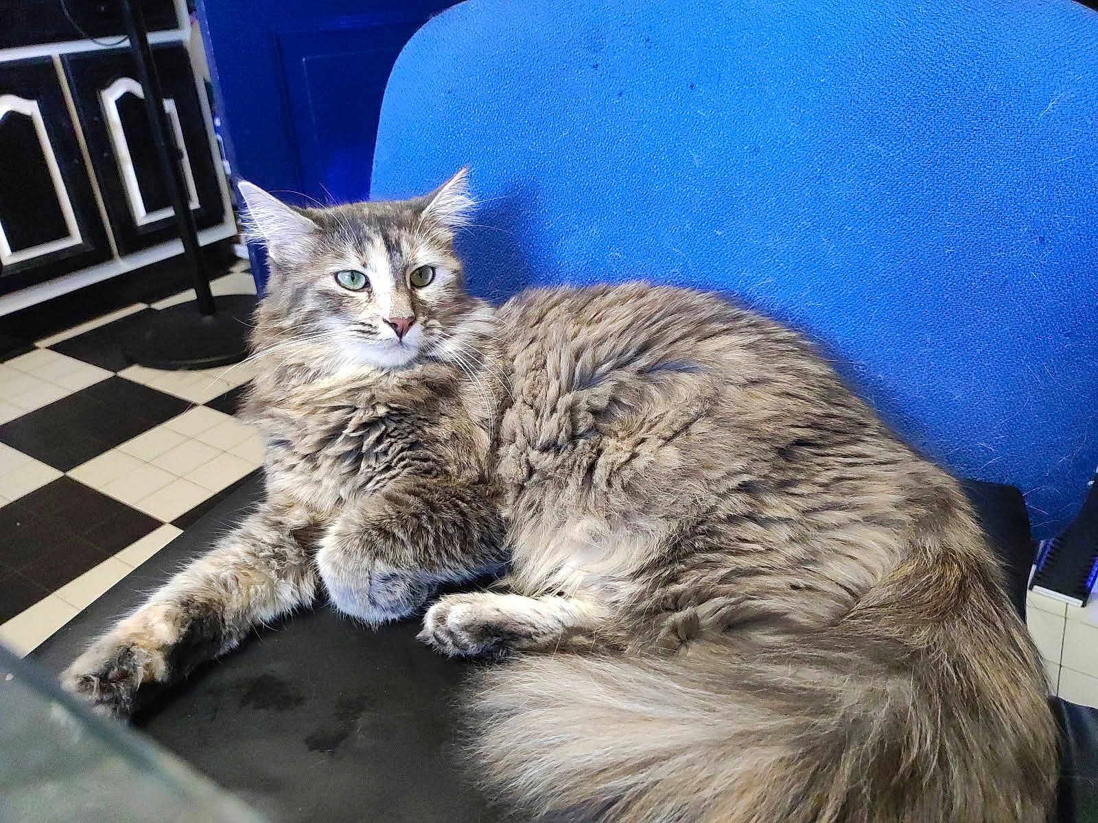 Maya participe au concours pour gagner de l'argent avec cette photo : cat, fluffy, long_hair, chair, blue, black, indoor, floor, checkered, furniture, pet, relaxed, animal, green_eyes, domestic, looking_away, cozy, resting, closeup, side_view