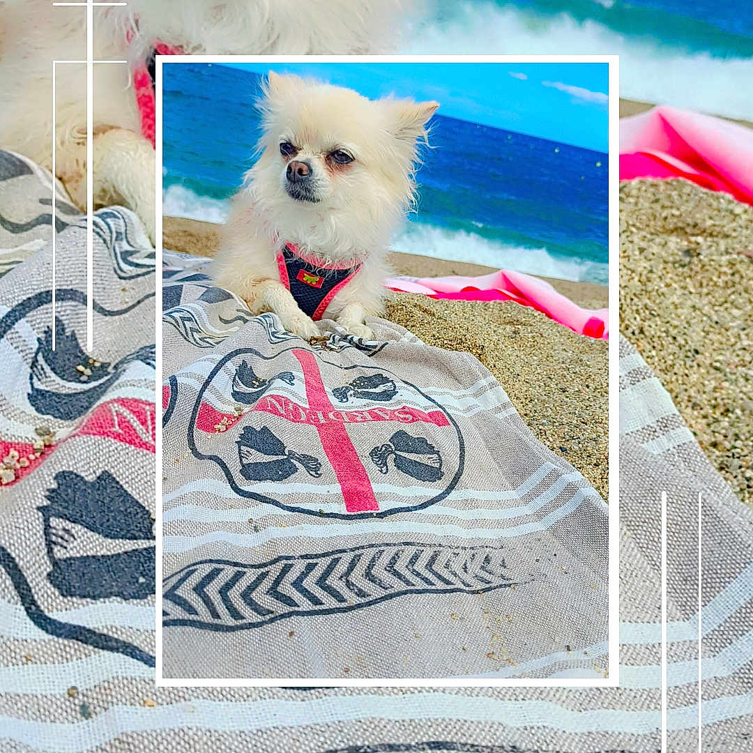 Ruby a rejoint le concours — aidez-le/la à gagner de superbes lots ! animal, beach, blue_sky, cute_dog, dog, fluffy, harness, nature, ocean, outdoor, pet, portrait, relaxing, sand, summer, sunny, towel, water, waves, white_dog