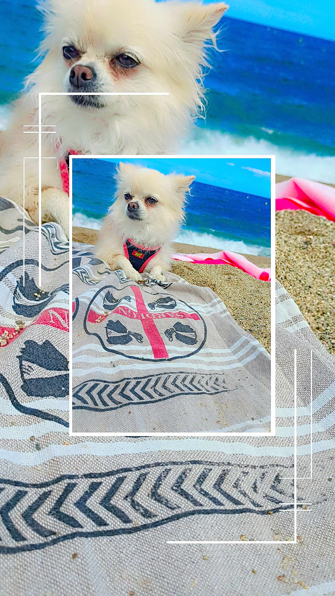 Ruby a rejoint le concours — aidez-le/la à gagner de superbes lots ! dog, beach, ocean, sand, towel, white_dog, harness, waves, outdoor, summer, pet, relaxing, water, blue_sky, cute_dog, fluffy, portrait, animal, nature, sunny