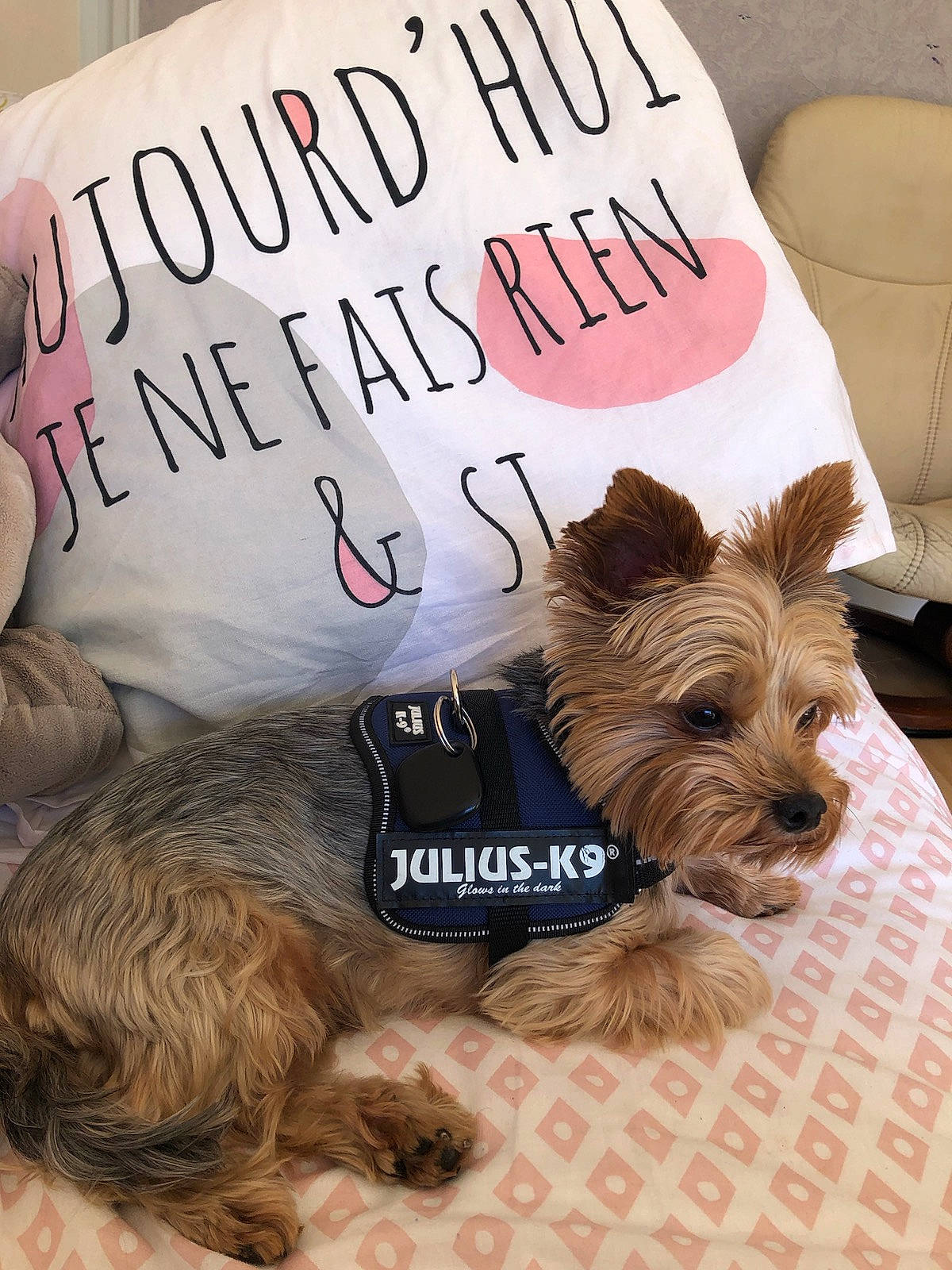 César a rejoint le concours — aidez-le/la à gagner de superbes lots ! canidae, carnivore, collar, companion_dog, dog, dog_breed, dog_supply, fawn, font, fur, handwriting, liver, pet_supply, small_terrier, snout, sporting_group, terrier, toy_dog, working_animal, yorkipoo