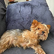 César participe au concours pour gagner de l'argent avec cette photo : animal, blanket, brown, companion, cozy, curious, cute, dog, fur, fur_texture, gray, household, indoor, laying_down, pet, pillow, relaxed, resting, small_dog, yorkshire_terrier