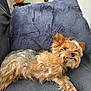 animal, blanket, brown, companion, cozy, curious, cute, dog, fur, fur_texture, gray, household, indoor, laying_down, pet, pillow, relaxed, resting, small_dog, yorkshire_terrier