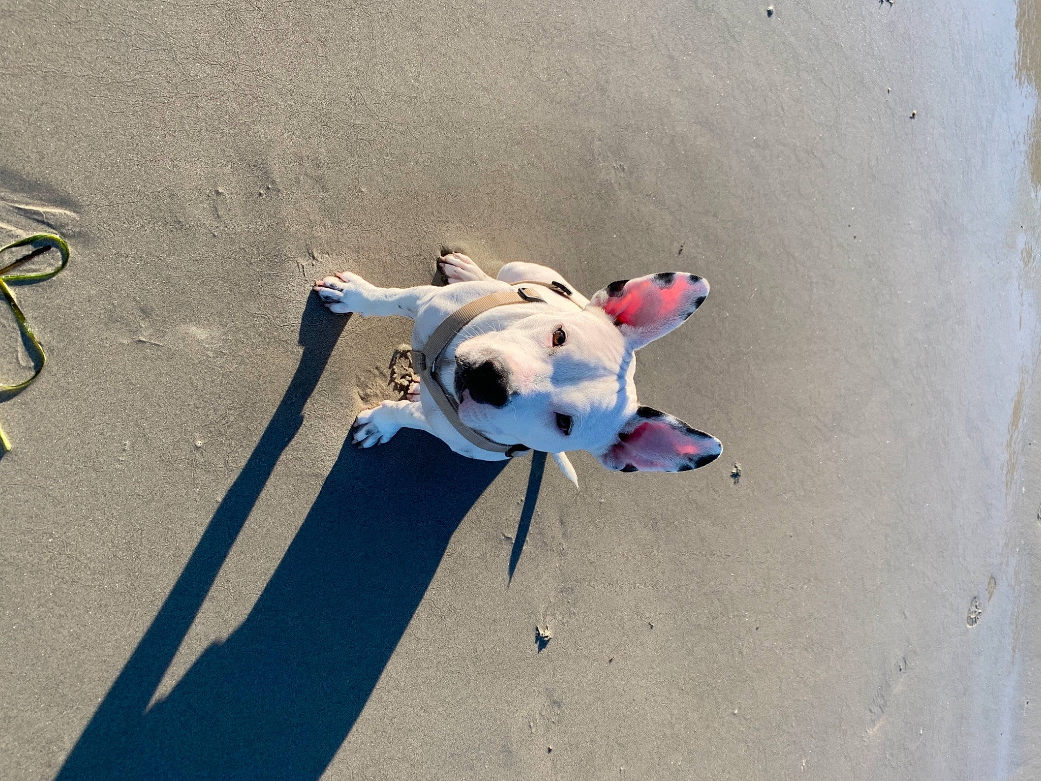 Storm a rejoint le concours — aidez-le/la à gagner de superbes lots ! adventure, art, beach, canidae, carmine, carnivore, circle, companion_dog, concrete, dog, dog_breed, dog_collar, electric_blue, fawn, landscape, sand, shadow, sporting_group, toy, working_animal