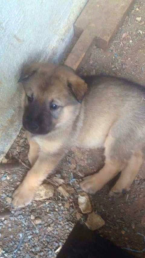 Goulu a rejoint le concours — aidez-le/la à gagner de superbes lots ! black_mouth_cur, canidae, carnivore, dog, dog_breed, fawn, german_shepherd_dog, kangal_dog, mammal, puppy, street_dog, vertebrate