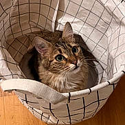 Cannelle participe au concours pour gagner de l'argent avec cette photo : cat, tabby, pet, animal, feline, basket, fabric, checkered_pattern, curious, indoors, wooden_floor, cozy, cute, fur, whiskers, ears, sitting, looking_up, household, domestic
