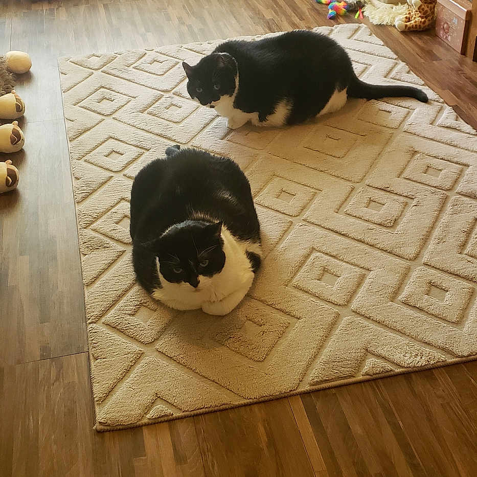 Poppy And Tinkerbell joined the competition — help win amazing prizes! animal, black_and_white, carpet, cat, cat_tree, cozy, curtains, cute, furniture, home, indoor, pet, plush_toys, relaxed, resting, rug, tuxedo_cat, two_cats, window, wood_floor