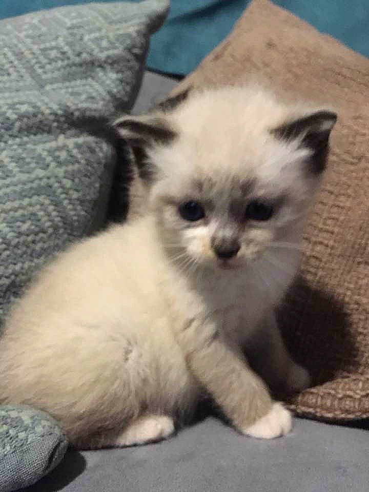 Zola participe au concours pour gagner de l'argent avec cette photo : asian, asian_semi_longhair, birman, british_semi_longhair, carnivore, cat, colorpoint_shorthair, domestic_short_haired_cat, eye, fawn, felidae, himalayan, kitten, mammal, munchkin, ragdoll, small_to_medium_sized_cats, thai, vertebrate, whiskers