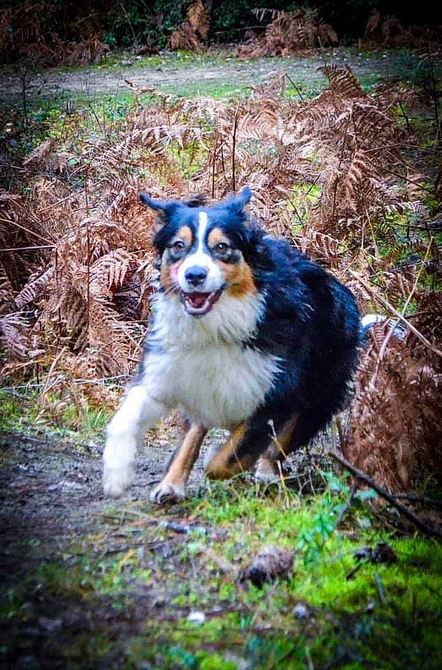 Nelïa a rejoint le concours — aidez-le/la à gagner de superbes lots ! adventure, australian_shepherd, border_collie, canidae, carnivore, collie, dog, dog_breed, english_shepherd, forest, herding_dog, lapponian_herder, mammal, miniature_australian_shepherd, rare_breed_dog, siberian_husky, sporting_group, vertebrate, working_dog