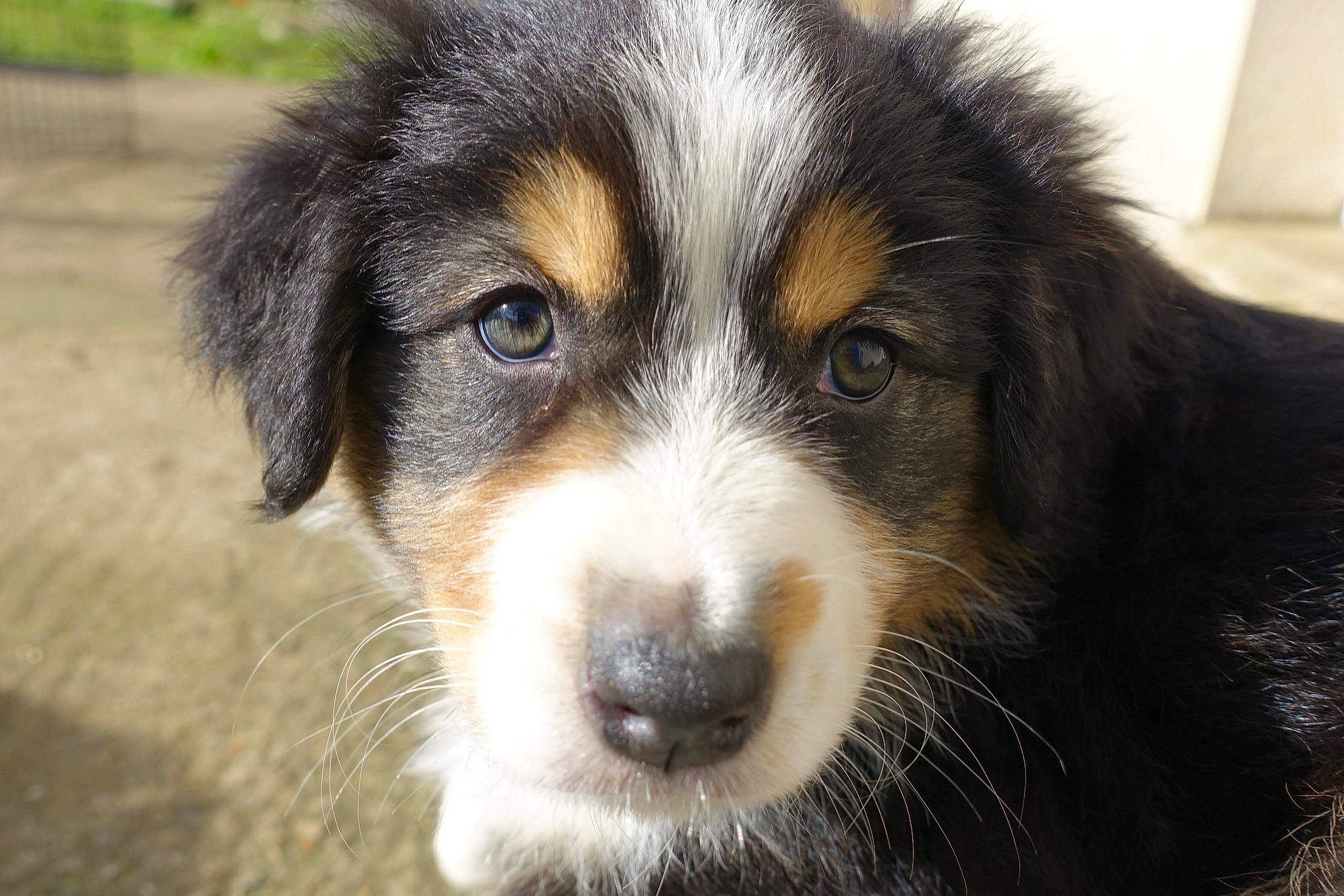 Nelïa participe au concours pour gagner de l'argent avec cette photo : australian_collie, australian_shepherd, bernese_mountain_dog, canidae, carnivore, companion_dog, dog, dog_breed, english_shepherd, herding_dog, mammal, miniature_australian_shepherd, nose, puppy, rare_breed_dog, snout, sporting_group, vertebrate, welsh_sheepdog, whiskers