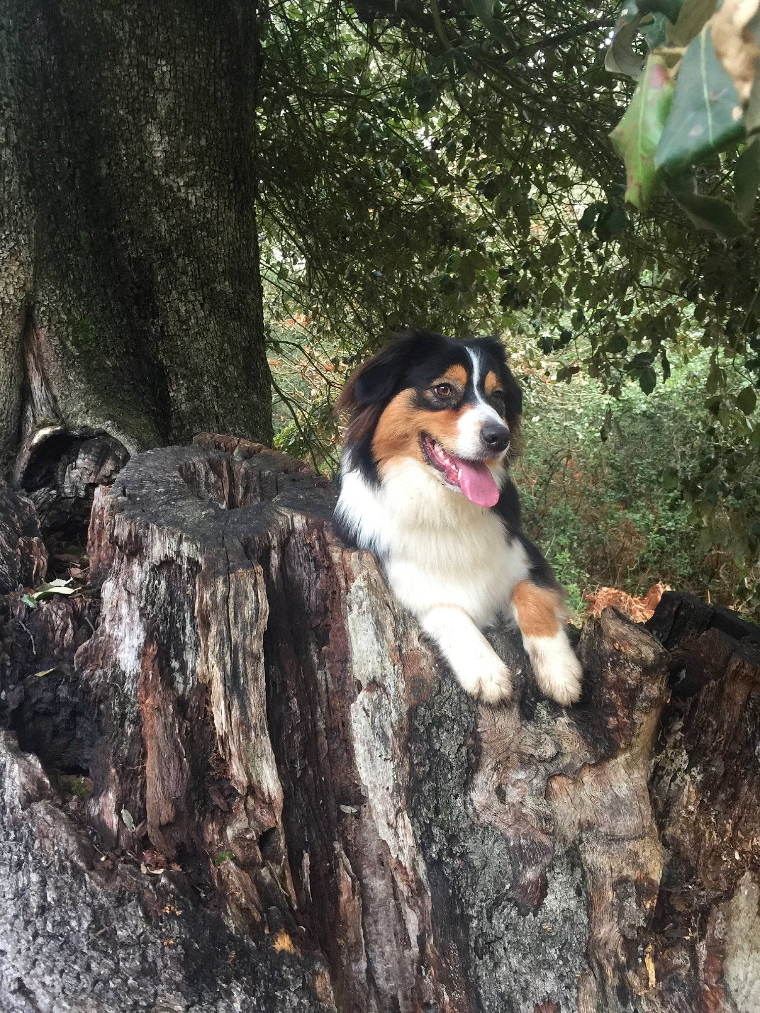 Nelïa a rejoint le concours — aidez-le/la à gagner de superbes lots ! australian_shepherd, canidae, carnivore, dog, dog_breed, english_shepherd, mammal, miniature_australian_shepherd, sporting_group, tree, vertebrate