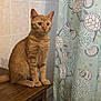 cat, ginger_cat, table, bathroom, shower_curtain, turtles, shells, tile_wall, wood, paws, pet, indoor, feline, seashell_pattern, curtain, domestic_animal, mammal, fur, sitting, home