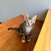 Simba joined the competition — help win amazing prizes! animal, blurred_background, cat, curious, cute, domestic, ears, eyes, feline, fur, indoor, kitten, pet, sitting, small, soft_light, tabby, whiskers, wooden_surface, young