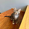 animal, blurred_background, cat, curious, cute, domestic, ears, eyes, feline, fur, indoor, kitten, pet, sitting, small, soft_light, tabby, whiskers, wooden_surface, young