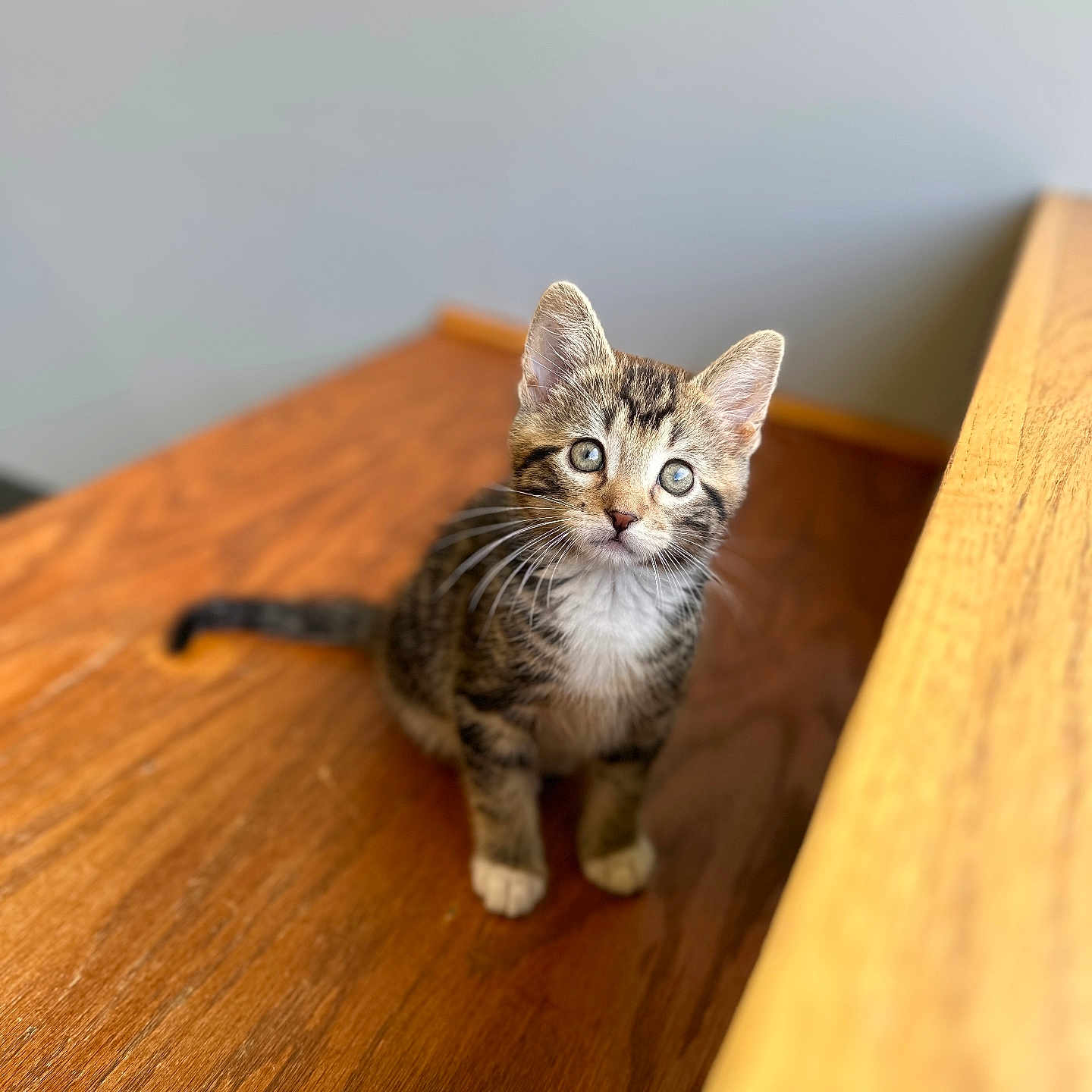 Simba