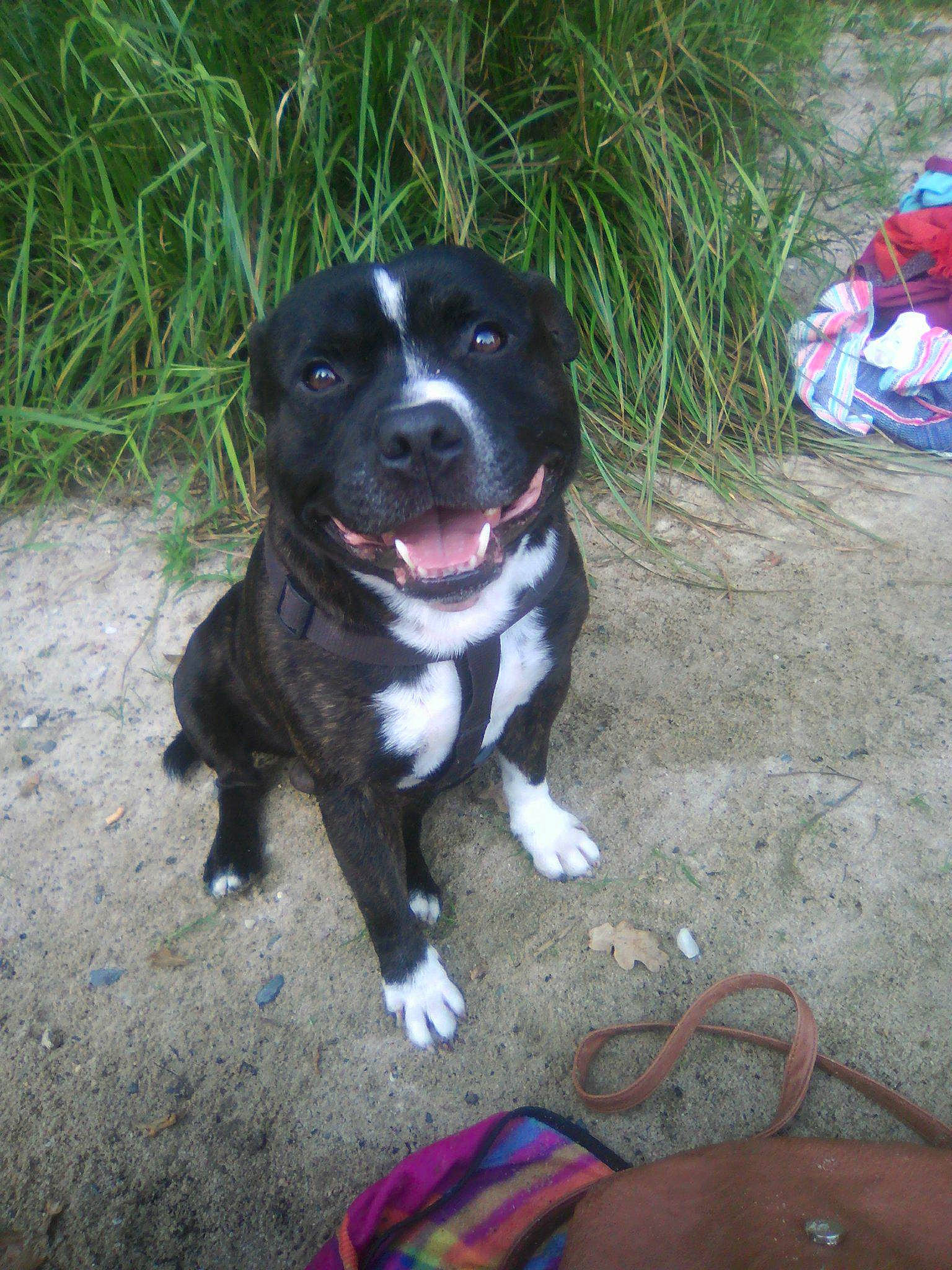 Gandja participe au concours pour gagner de l'argent avec cette photo : adventure, american_pit_bull_terrier, american_staffordshire_terrier, canidae, carnivore, dog, dog_breed, fawn, mammal, non_sporting_group, rare_breed_dog, sporting_group, staffordshire_bull_terrier