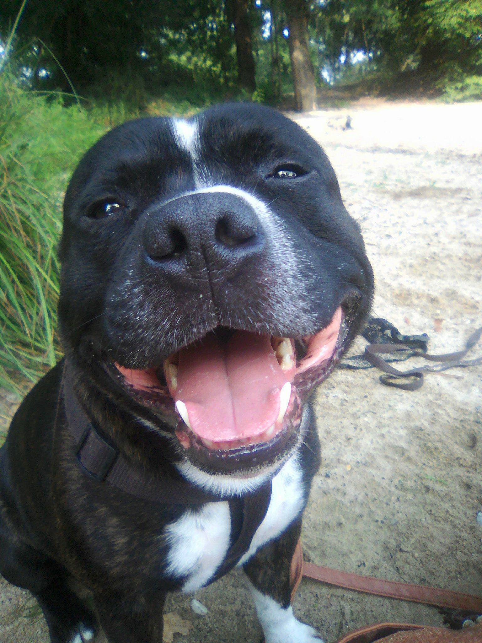 Gandja participe au concours pour gagner de l'argent avec cette photo : american_pit_bull_terrier, american_staffordshire_terrier, bandog, bully_kutta, canidae, carnivore, dog, dog_breed, fawn, mammal, molosser, non_sporting_group, nose, pit_bull, rare_breed_dog, snout, sporting_group, staffordshire_bull_terrier, valley_bulldog, vertebrate