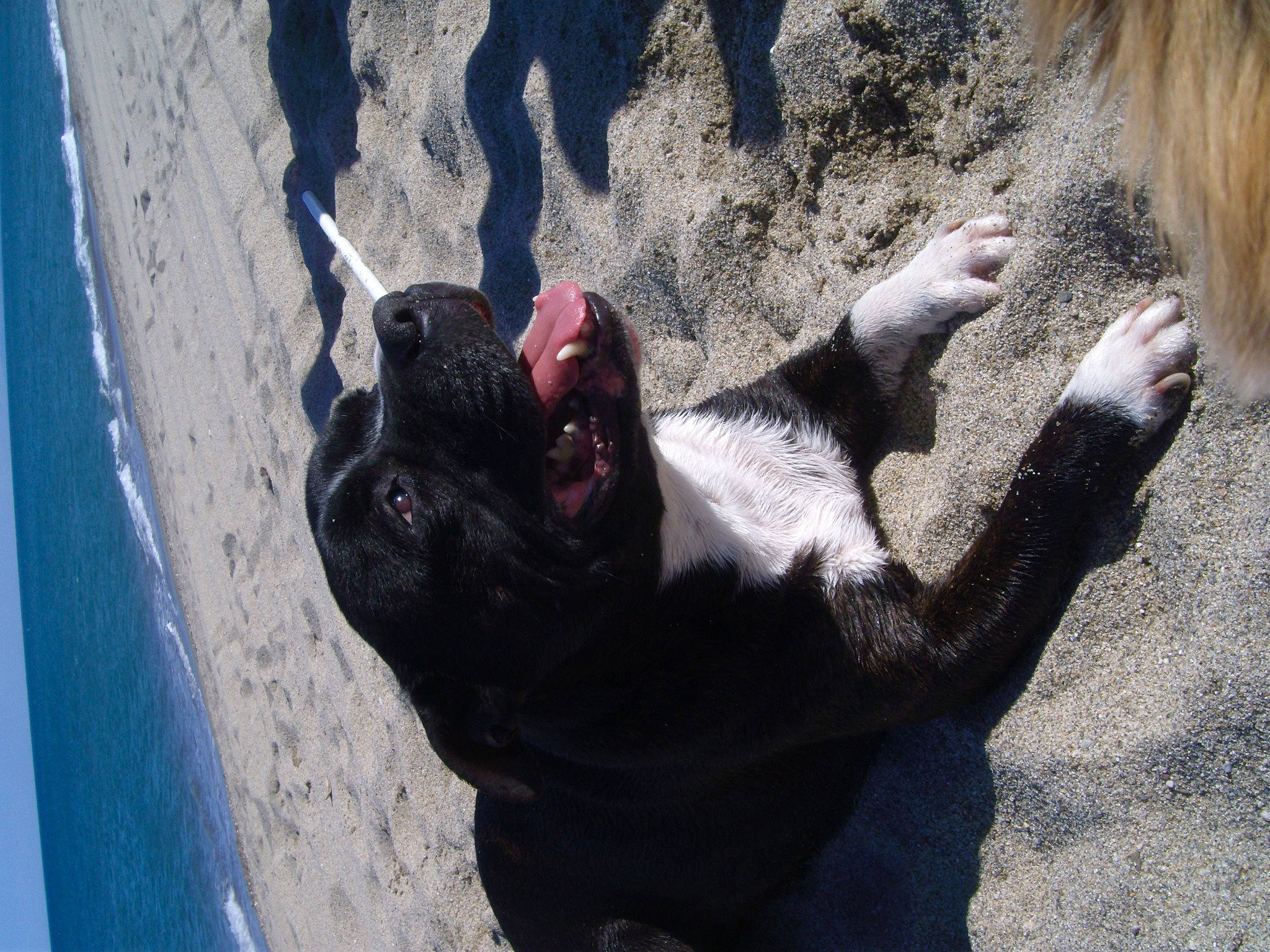 Gandja participe au concours pour gagner de l'argent avec cette photo : boston_terrier, canidae, carnivore, companion_dog, dog, dog_breed, fawn, french_bulldog, non_sporting_group, pug, snout