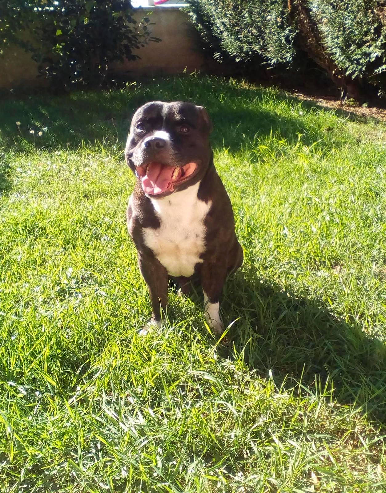 Gandja participe au concours pour gagner de l'argent avec cette photo : american_bulldog, american_pit_bull_terrier, american_staffordshire_terrier, australian_bulldog, bulldog, canidae, carnivore, dog, dog_breed, dorset_olde_tyme_bulldogge, grass, mammal, molosser, non_sporting_group, old_english_bulldog, olde_english_bulldogge, pit_bull, renascence_bulldogge, valley_bulldog, vertebrate