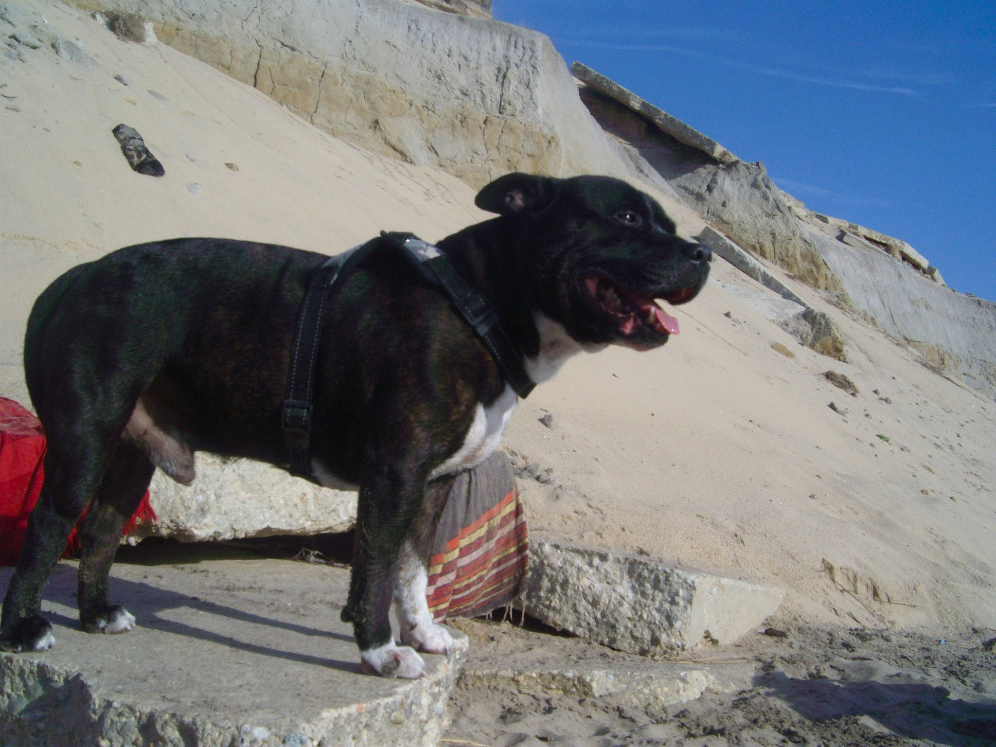 Gandja a rejoint le concours — aidez-le/la à gagner de superbes lots ! adventure, canidae, carnivore, dog, dog_breed, fawn, mammal, sporting_group