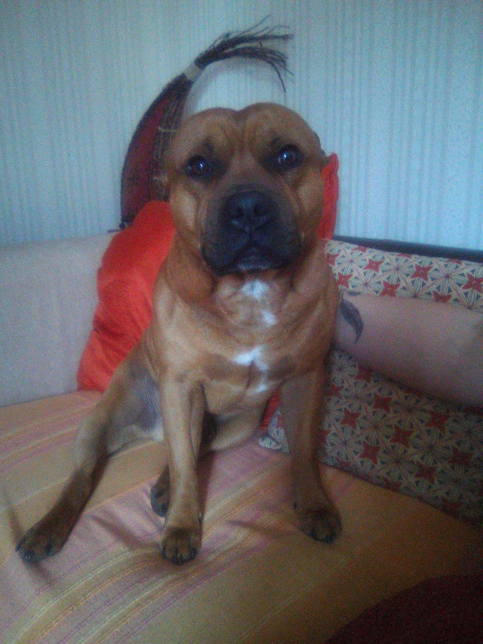 Marley participe au concours pour gagner de l'argent avec cette photo : american_pit_bull_terrier, black_mouth_cur, bullmastiff, canidae, carnivore, companion_dog, dog, dog_breed, fawn, mammal, non_sporting_group, perro_de_presa_mallorquin, rare_breed_dog, snout, staffordshire_bull_terrier, vertebrate