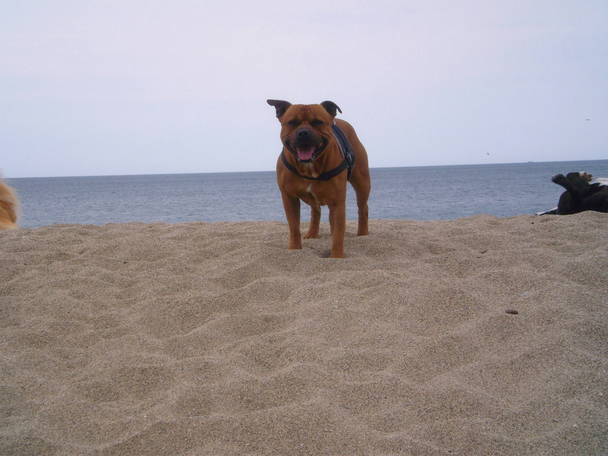 Marley participe au concours pour gagner de l'argent avec cette photo : american_pit_bull_terrier, beach, canidae, carnivore, dog, dog_breed, fawn, non_sporting_group, ocean, sand, sea, staffordshire_bull_terrier, vacation