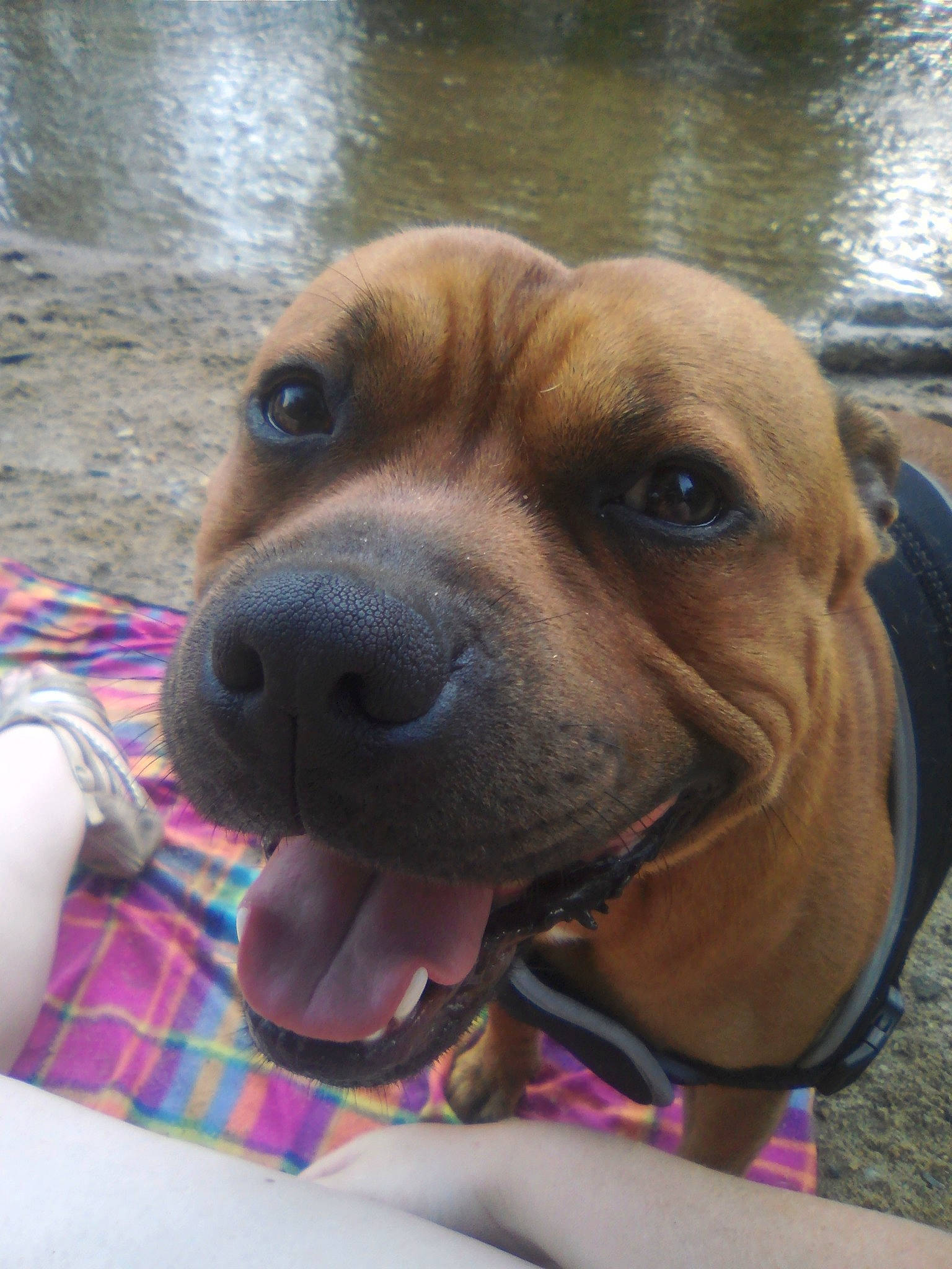 Marley a rejoint le concours — aidez-le/la à gagner de superbes lots ! american_pit_bull_terrier, american_staffordshire_terrier, bullmastiff, canidae, carnivore, companion_dog, dog, dog_breed, fawn, fila_brasileiro, mammal, nose, pit_bull, rare_breed_dog, snout, sporting_group, staffordshire_bull_terrier, vertebrate