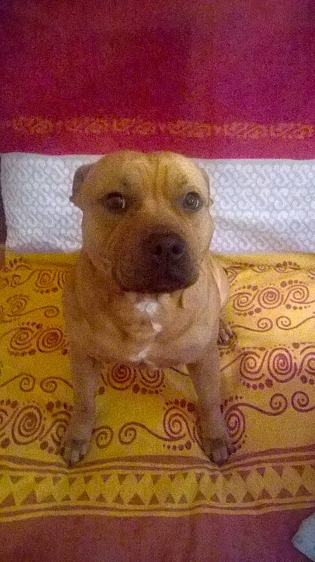 Marley participe au concours pour gagner de l'argent avec cette photo : american_pit_bull_terrier, american_staffordshire_terrier, canidae, carnivore, dog, dog_breed, fawn, mammal, non_sporting_group, ori_pei, puppy, shar_pei, snout, vertebrate