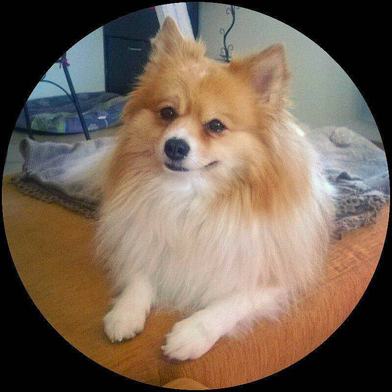 Ambre participe au concours pour gagner de l'argent avec cette photo : ancient_dog_breeds, canidae, carnivore, companion_dog, dog, dog_breed, german_spitz, german_spitz_klein, german_spitz_mittel, icelandic_sheepdog, mammal, pomeranian, puppy, rare_breed_dog, snout, spitz, sporting_group, vertebrate, volpino_italiano, whiskers