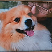 Ambre a rejoint le concours — aidez-le/la à gagner de superbes lots ! dog, fluffy, happy, tongue_out, pet, animal, face, fur, person, glasses, affection, close_up, outdoor, smile, cute, companion, friendship, portrait, mammal, domestic_animal