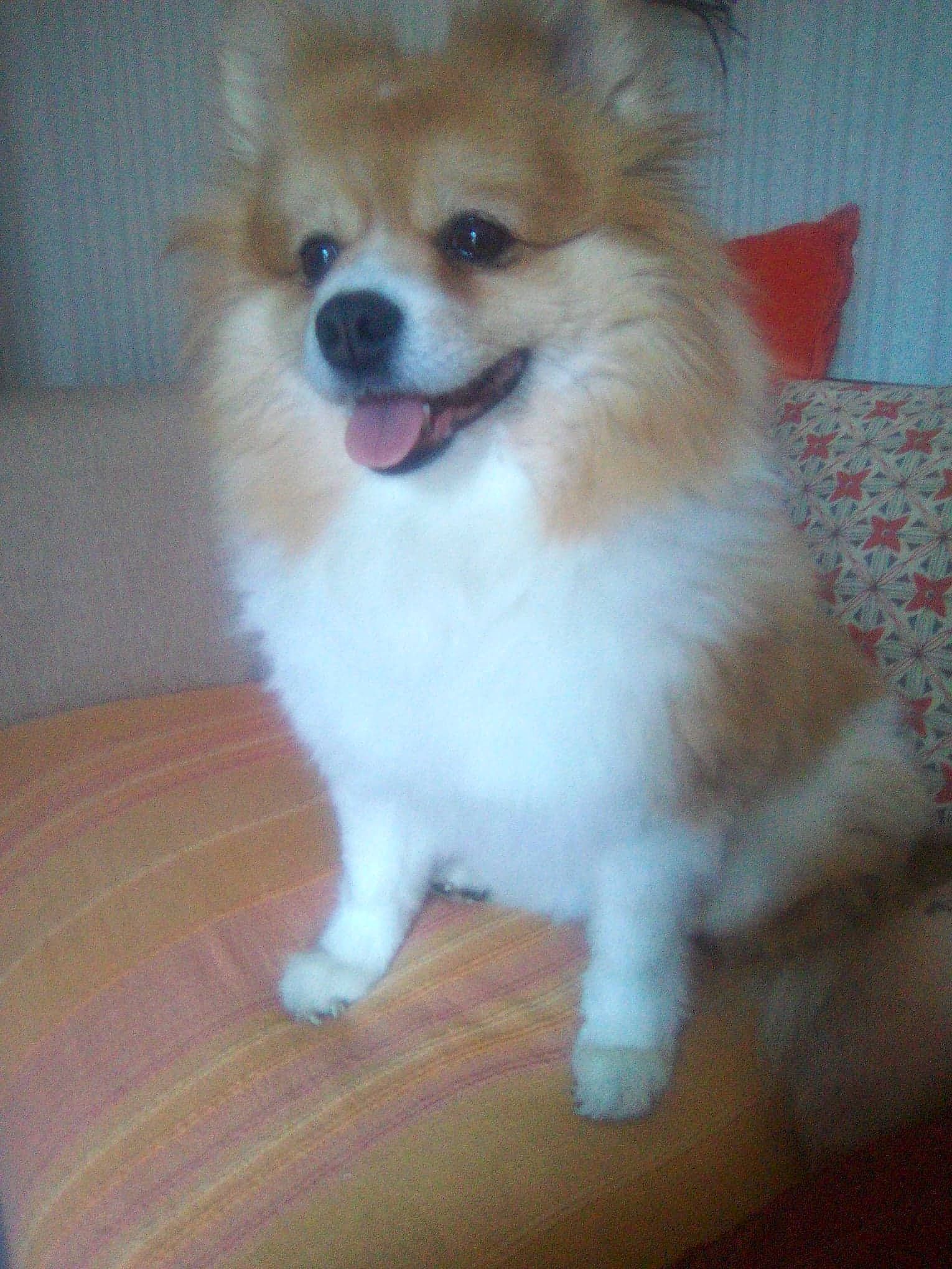 Ambre a rejoint le concours — aidez-le/la à gagner de superbes lots ! ancient_dog_breeds, canidae, carnivore, companion_dog, dog, dog_breed, elo, german_spitz, german_spitz_klein, german_spitz_mittel, icelandic_sheepdog, mammal, pomeranian, puppy, rare_breed_dog, snout, spitz, sporting_group, vertebrate, volpino_italiano