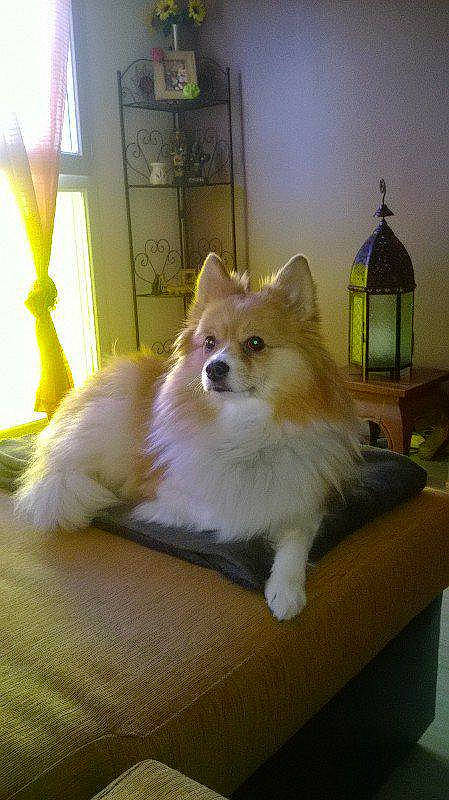 Ambre a rejoint le concours — aidez-le/la à gagner de superbes lots ! canidae, carnivore, companion_dog, dog, dog_breed, elo, fawn, german_spitz, german_spitz_mittel, indian_spitz, mammal, pomeranian, puppy, spitz, vertebrate, whiskers