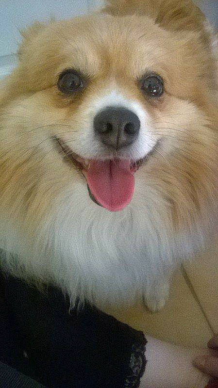 Ambre participe au concours pour gagner de l'argent avec cette photo : ancient_dog_breeds, canidae, carnivore, companion_dog, dog, dog_breed, german_spitz, german_spitz_klein, german_spitz_mittel, japanese_spitz, mammal, mouth, nose, pomeranian, puppy, snout, spitz, toy_dog, vertebrate, volpino_italiano