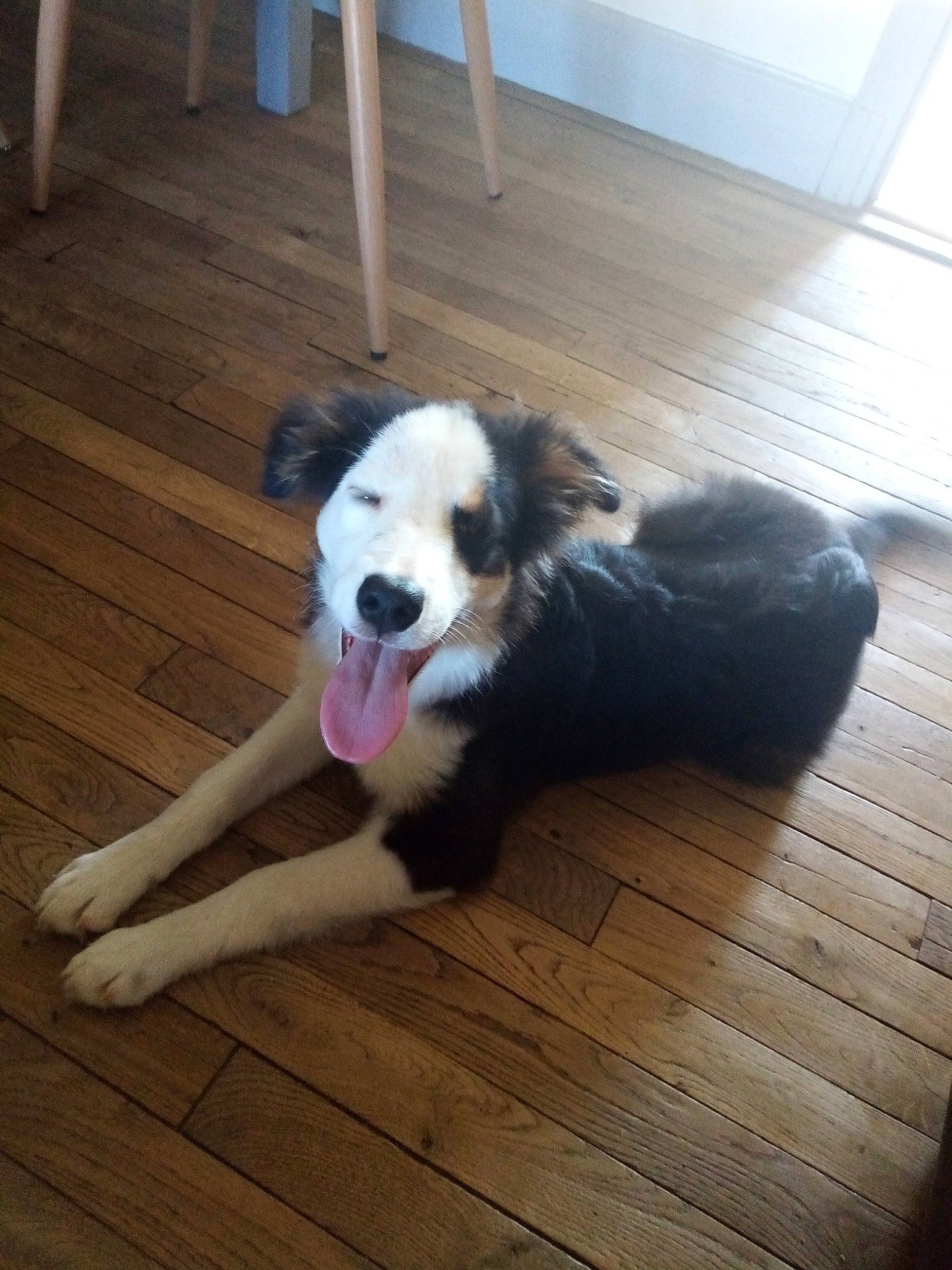 Moon a rejoint le concours — aidez-le/la à gagner de superbes lots ! australian_shepherd, border_collie, canidae, carnivore, companion_dog, dog, dog_breed, english_shepherd, fawn, herding_dog, mammal, miniature_australian_shepherd, mucuchies, snout, sporting_group, tail, vertebrate, working_dog