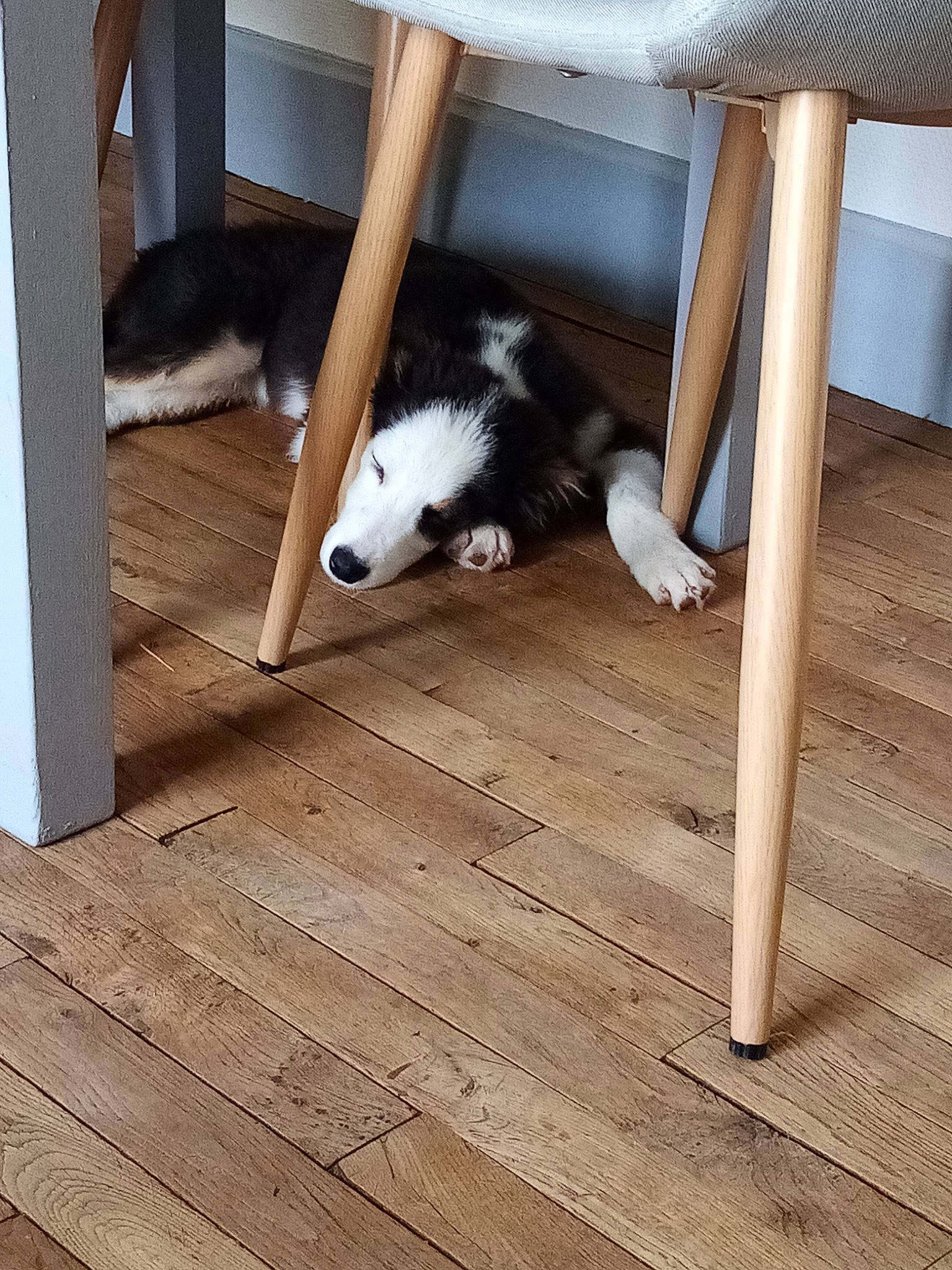 Moon participe au concours pour gagner de l'argent avec cette photo : border_collie, canidae, carnivore, floor, hardwood, mammal, room, wood