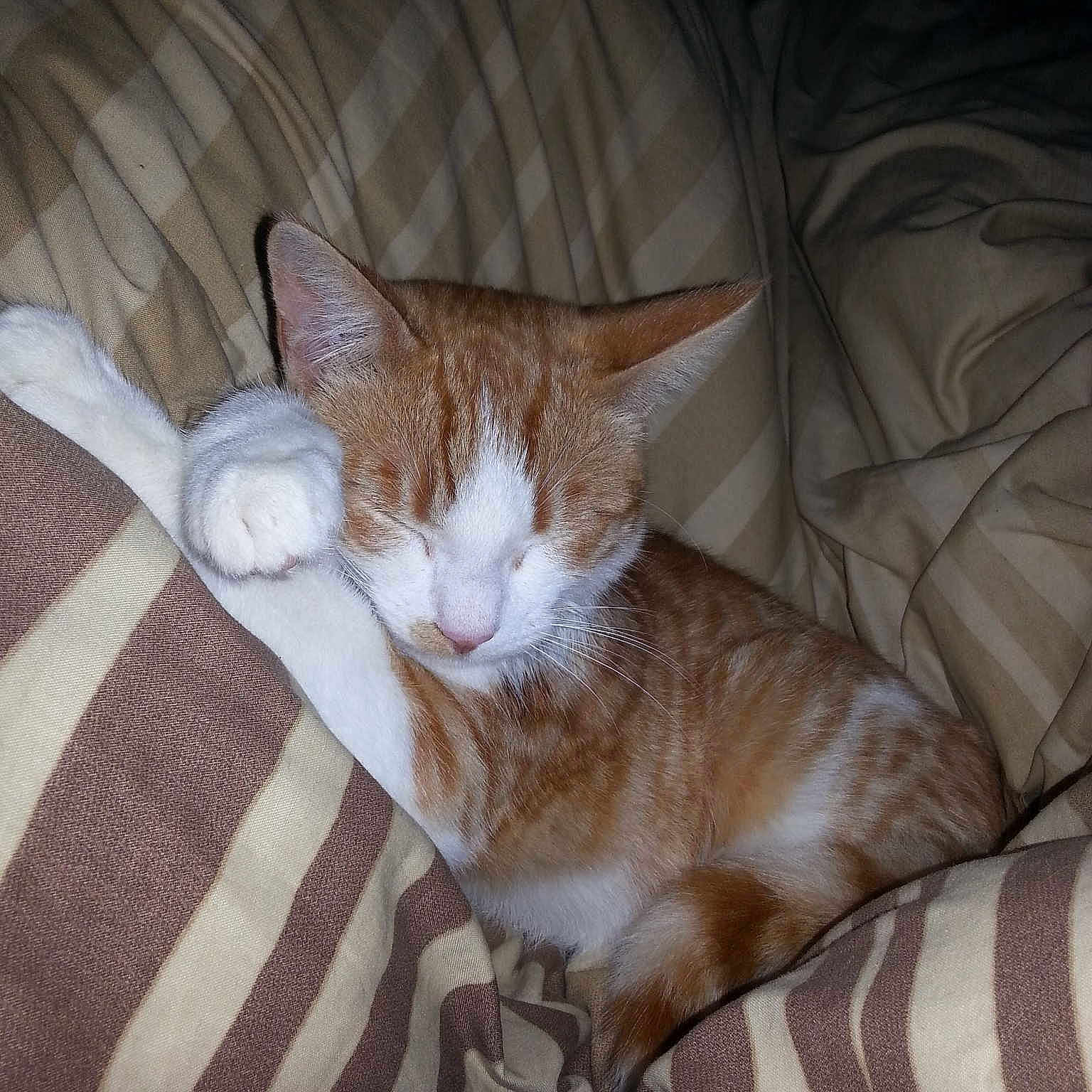 Jinxy
