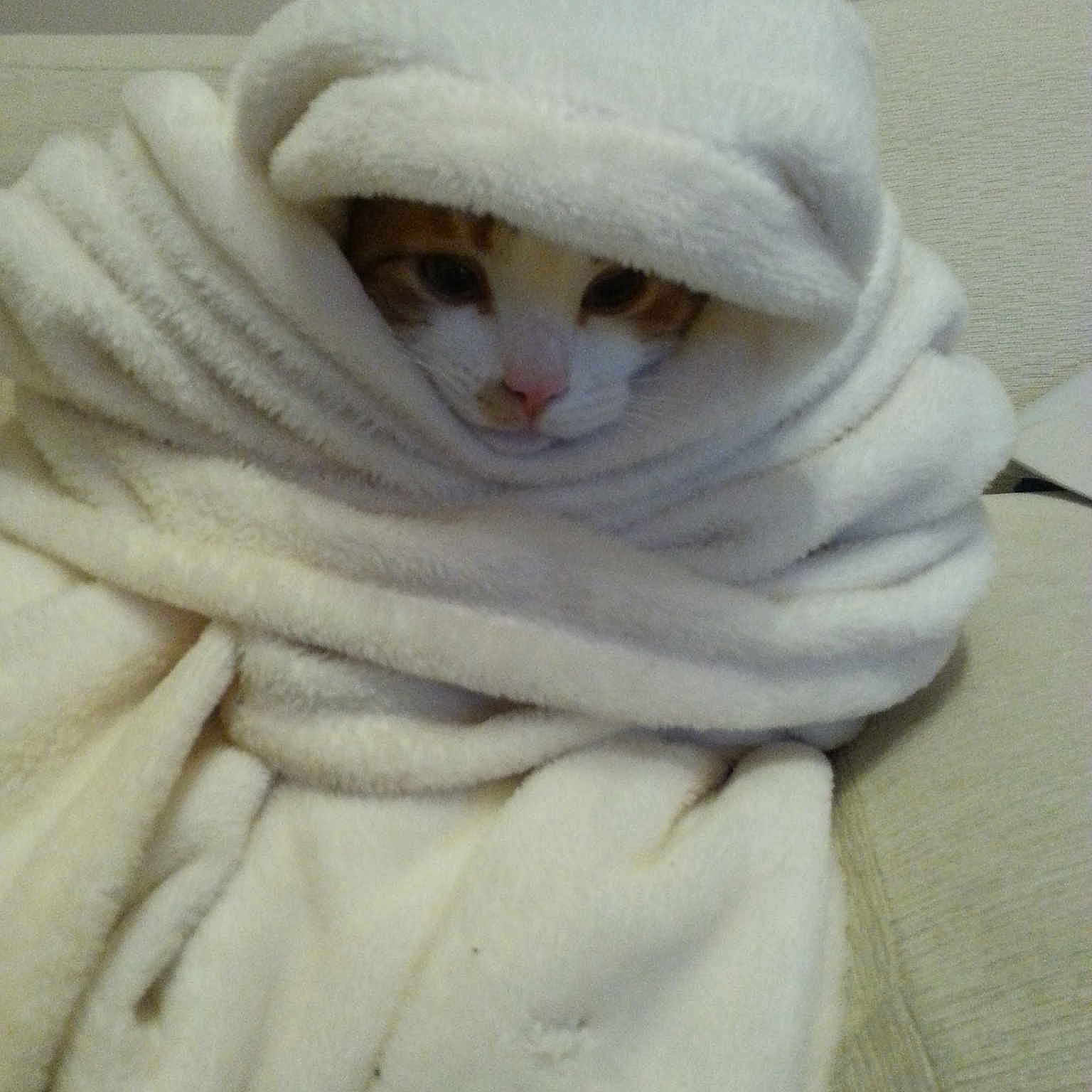 Jinxy is registered to the contest to win money with this photo: