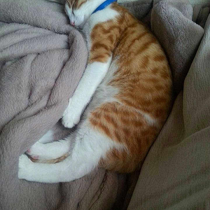 Jinxy